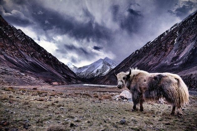 クンジュラブ帰宅